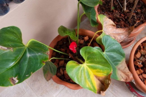 Prečo anthúnium žlté listy?